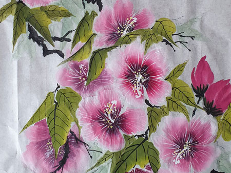 Hibiscus
