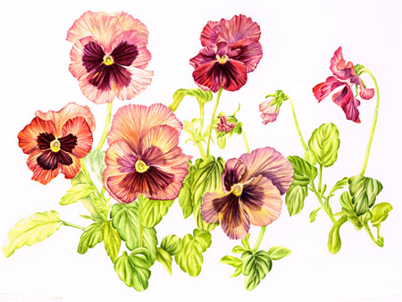 Pansies