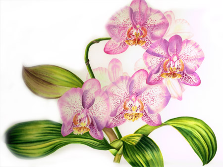 Orchids