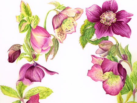 Hellebores