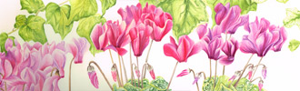 Cyclamens